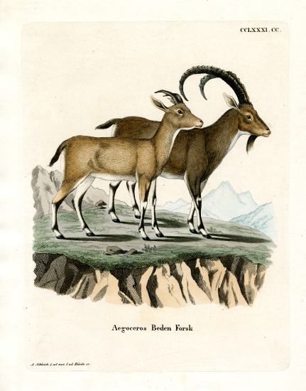 Nubian Ibex à École allemande, (19ème siècle)