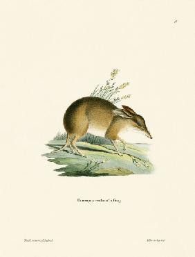 Pig-footed Bandicoot