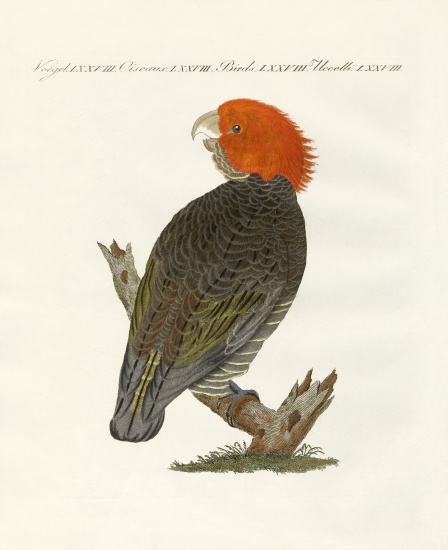Rare birds à École allemande, (19ème siècle)