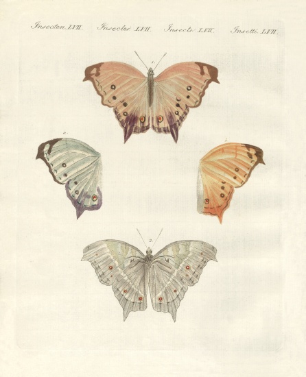 Rare butterflies à École allemande, (19ème siècle)