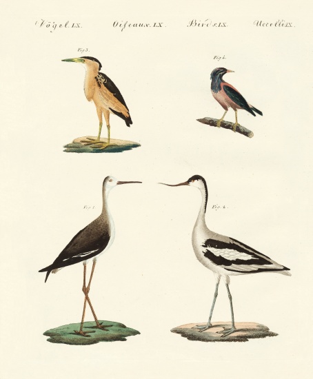 Rare German birds à École allemande, (19ème siècle)