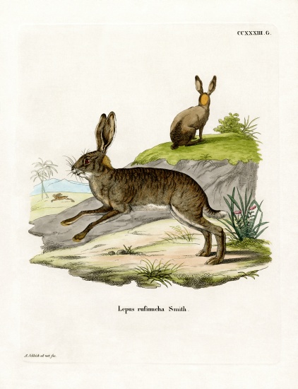 Red-necked Scrub Hare à École allemande, (19ème siècle)