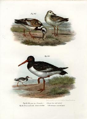 Ruddy Turnstone