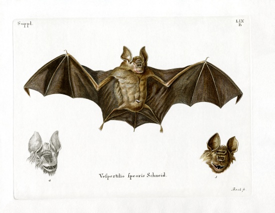 Schneider's Leaf-nosed Bat à École allemande, (19ème siècle)
