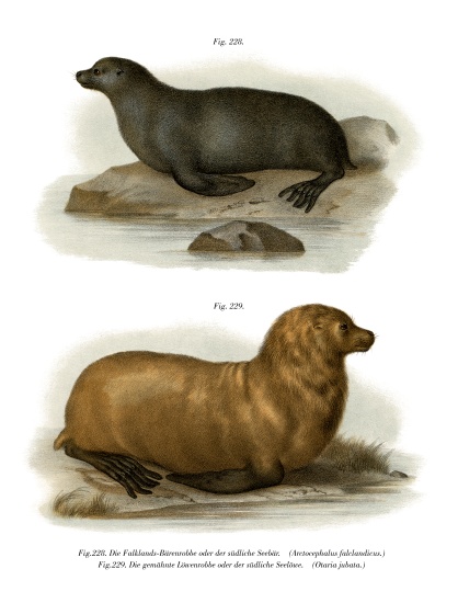 South American Fur Seal à École allemande, (19ème siècle)