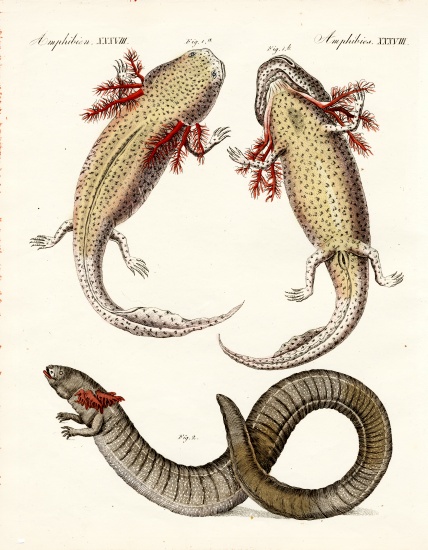 Strange amphibians à École allemande, (19ème siècle)
