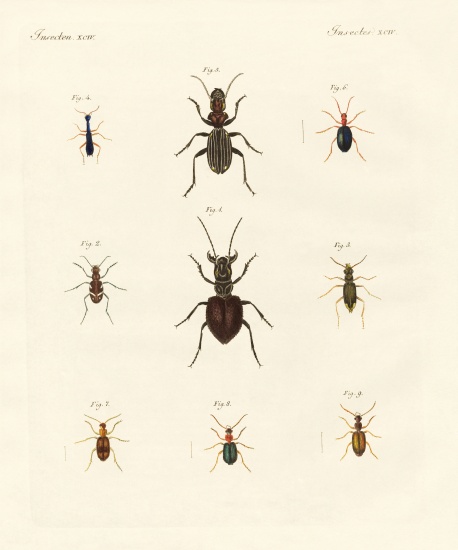 Strange beetles à École allemande, (19ème siècle)