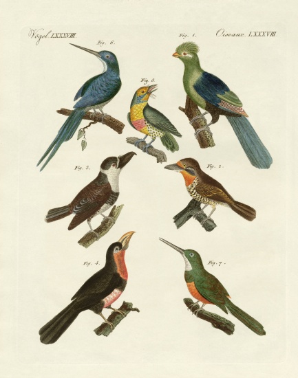 Strange climbing birds à École allemande, (19ème siècle)
