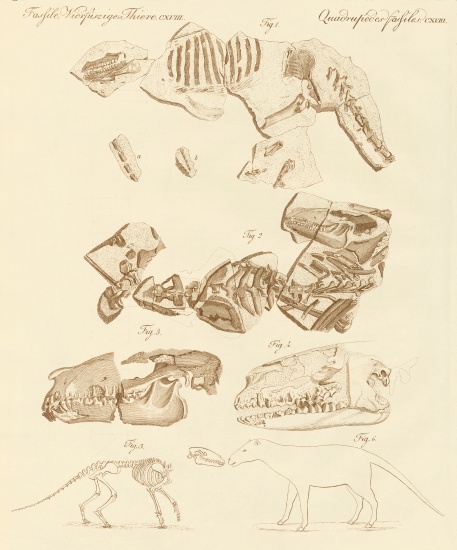 Strange fossils of four-footed animals à École allemande, (19ème siècle)