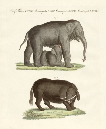 Strange four-footed animals à École allemande, (19ème siècle)