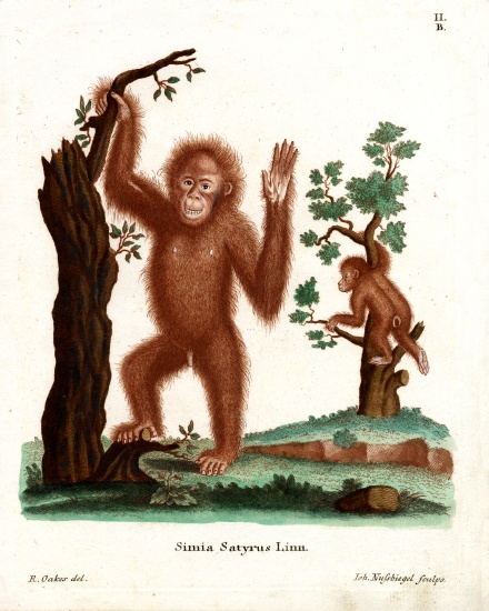 Sumatran Orang-Outang à École allemande, (19ème siècle)
