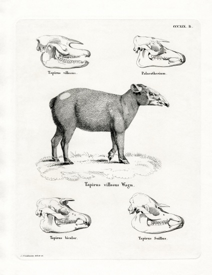Tapir Skulls à École allemande, (19ème siècle)