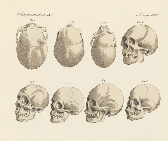 The cranial of the five human races à École allemande, (19ème siècle)