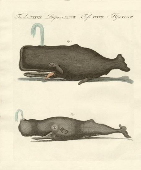 Two strange kinds of whales à École allemande, (19ème siècle)