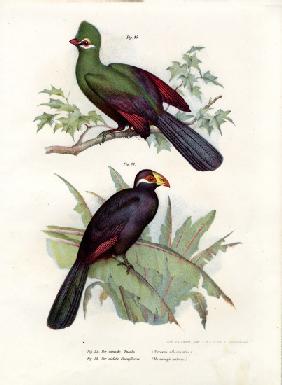 White-crested Turaco