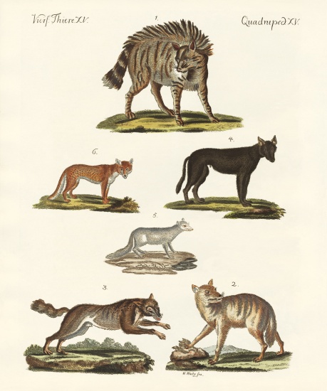 Wolves and foxes à École allemande, (19ème siècle)