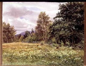 Meadow-sweet near Polchar, Aviemore, Scotland