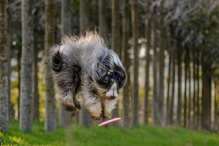 Dog and Frisbee