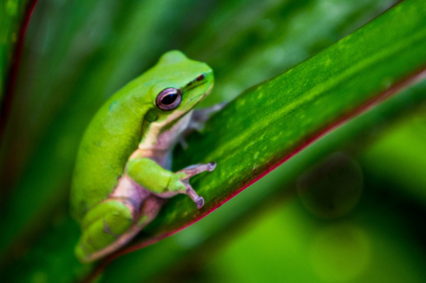 Australian Tropical Frog 3 à Giulio Catena