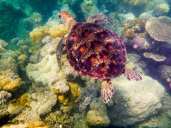 Australian Tropical Reef Turtle 4 à Giulio Catena