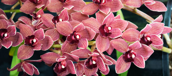 Orchid 10 à Giulio Catena