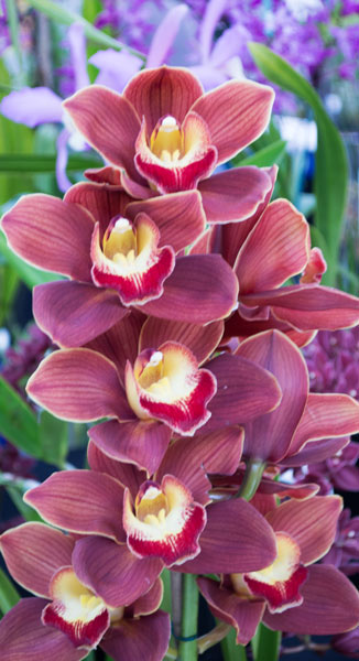 Orchid 2 à Giulio Catena