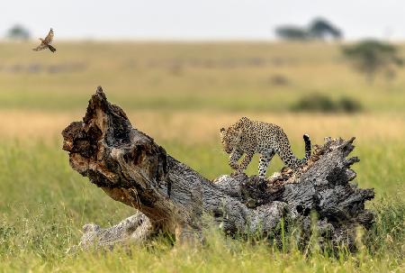 The leopard and the bird