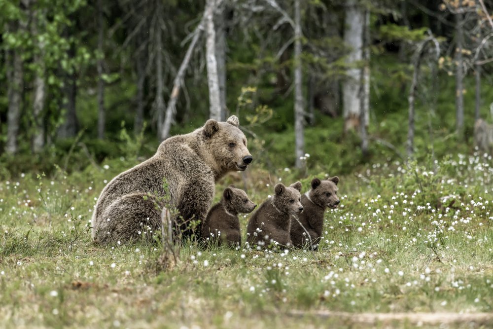 Family bears à Giuseppe DAmico