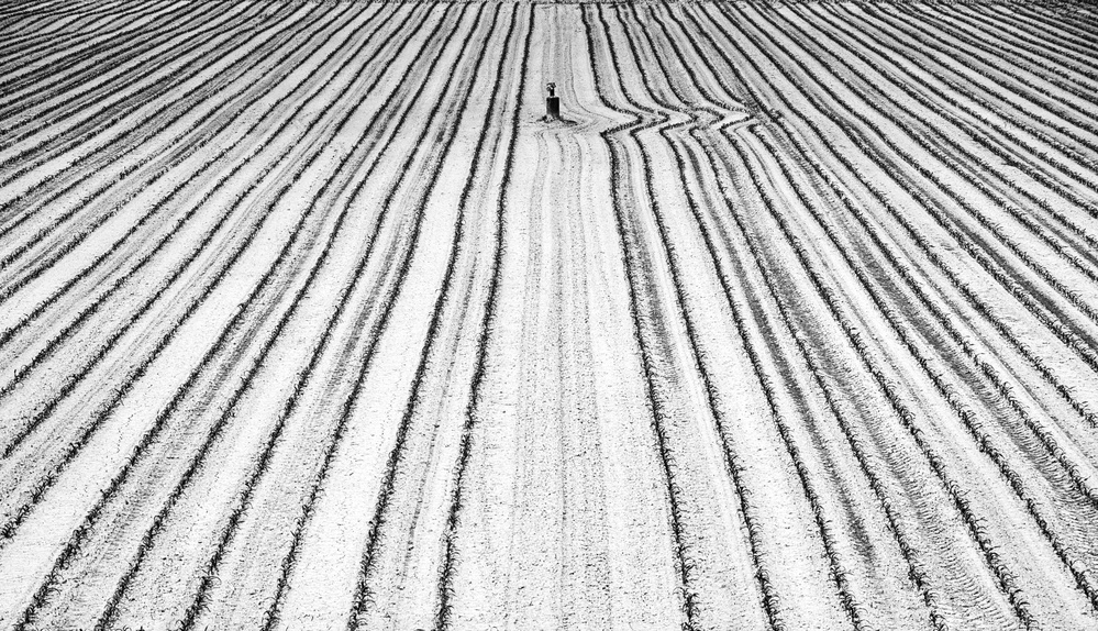 Sowing à Giuseppe Galli