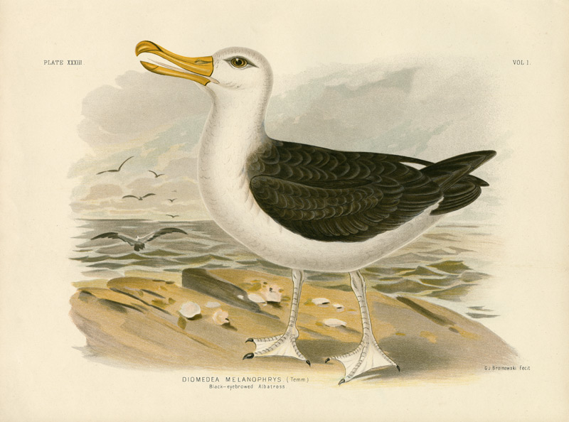 Black-Browed Albatross à Gracius Broinowski