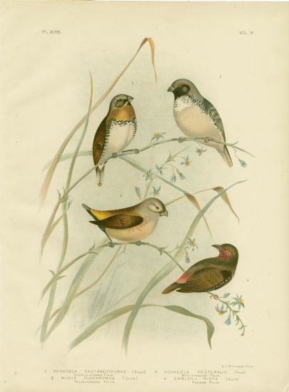 Chestnut-Breasted Finch à Gracius Broinowski