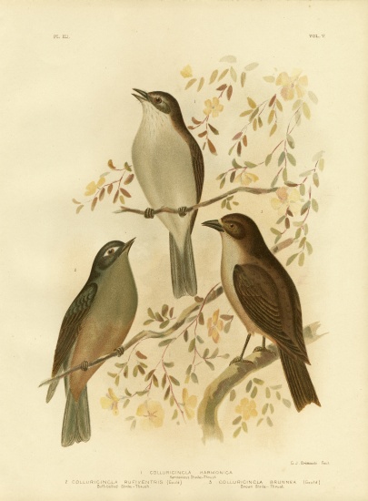 Harmonious Shrike-Thrush Or Grey Shrike-Thrush à Gracius Broinowski