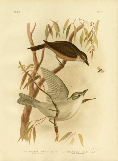 Little Shrike-Thrush à Gracius Broinowski