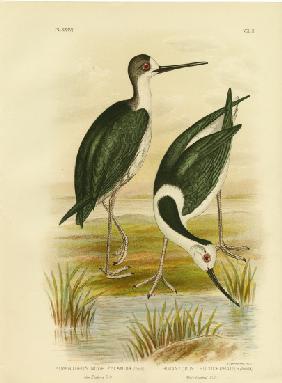 New Zealand Stilt