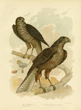 Radiated Goshawk