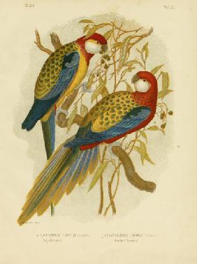 Rosella Parakeet Or Eastern Rosella