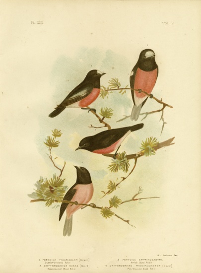 Scarlet-Breasted Robin Or Pacific Robin à Gracius Broinowski
