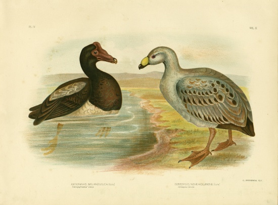 Semipalmated Goose Or Magpie Goose à Gracius Broinowski