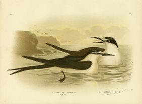 Sooty Tern