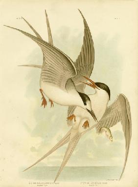 Southern Tern