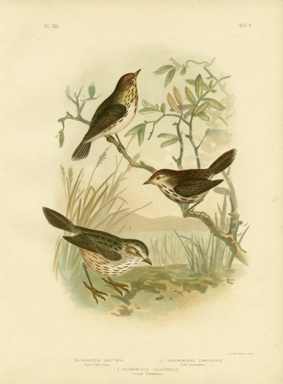 Speckled Warbler à Gracius Broinowski