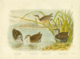 Tabuan Water Crake Or Sooty Crake