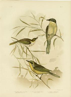 Wattle-Cheeked Honeyeater Or Purple-Gaped Honeyeater