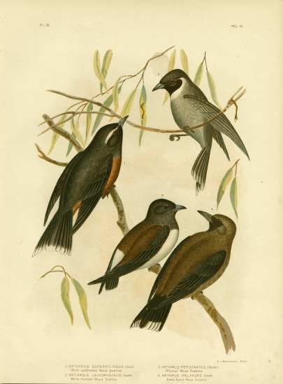 White-Eyebrowed Wood Swallow à Gracius Broinowski