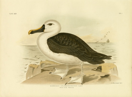 Yellow-Nosed Albatross à Gracius Broinowski