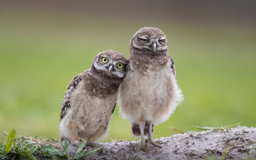 Friends à Greg Barsh