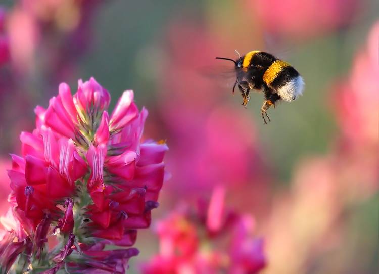 Bumble Bee à Guido Frazzini