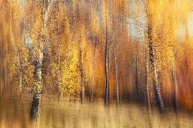 Autumn Birches