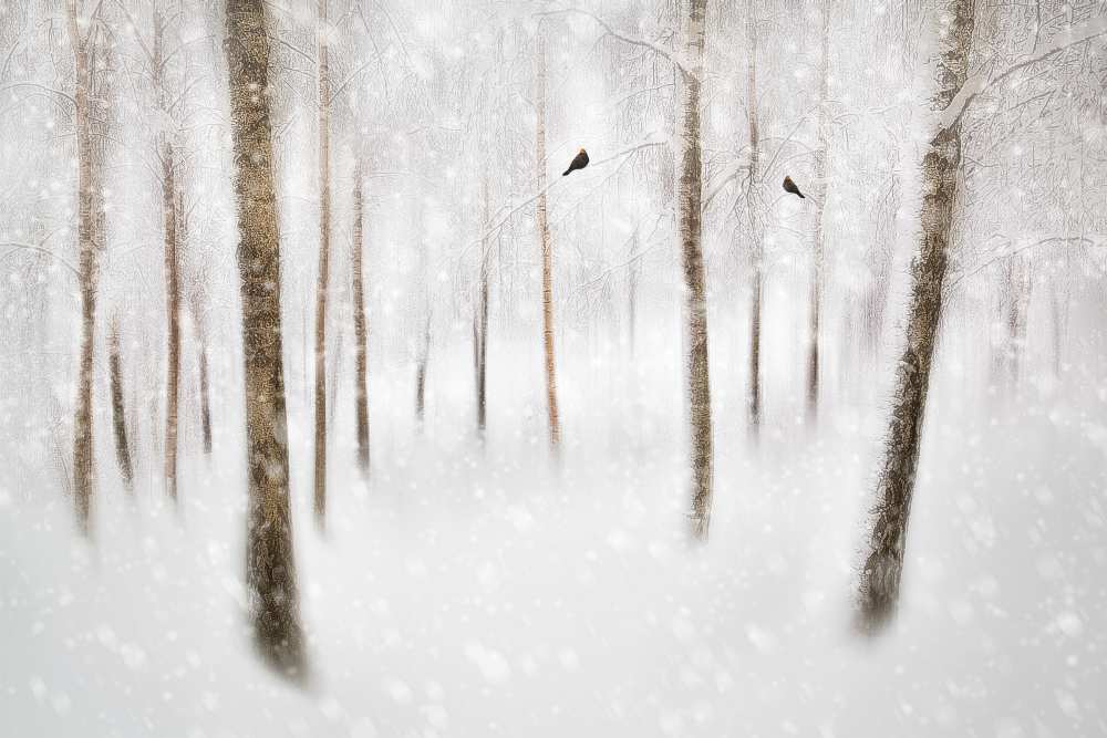 Winter Birches à Gustav Davidsson