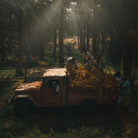 Date Harvest Season